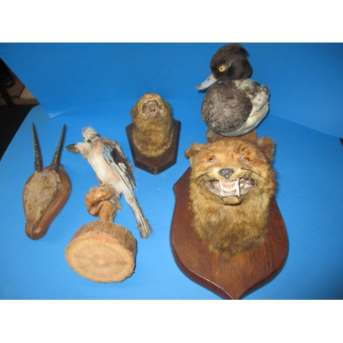 338 - A parcel of vintage taxidermy, all in used condition with age-related marks