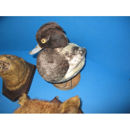 338 - A parcel of vintage taxidermy, all in used condition with age-related marks