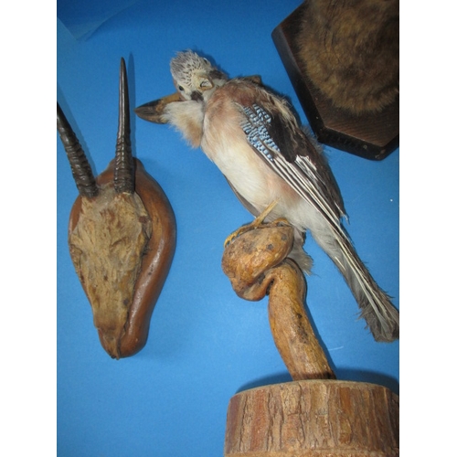 338 - A parcel of vintage taxidermy, all in used condition with age-related marks