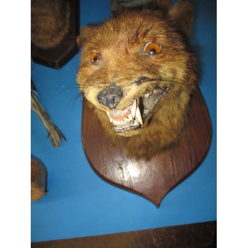 338 - A parcel of vintage taxidermy, all in used condition with age-related marks