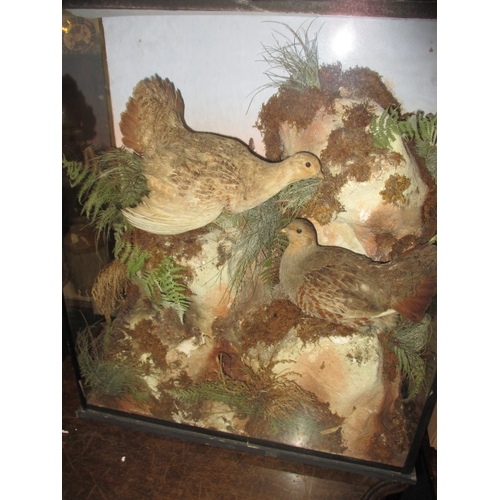 334 - A vintage taxidermy diorama of a brace of partridges, in glazed case with naturalistic background, a... 