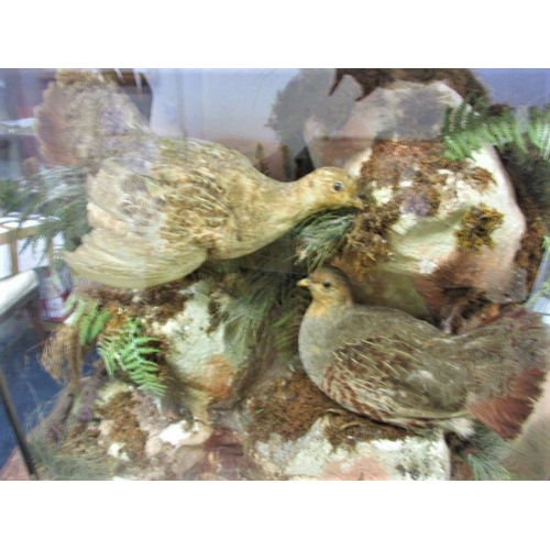 334 - A vintage taxidermy diorama of a brace of partridges, in glazed case with naturalistic background, a... 