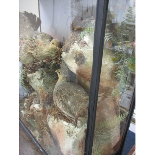 334 - A vintage taxidermy diorama of a brace of partridges, in glazed case with naturalistic background, a... 