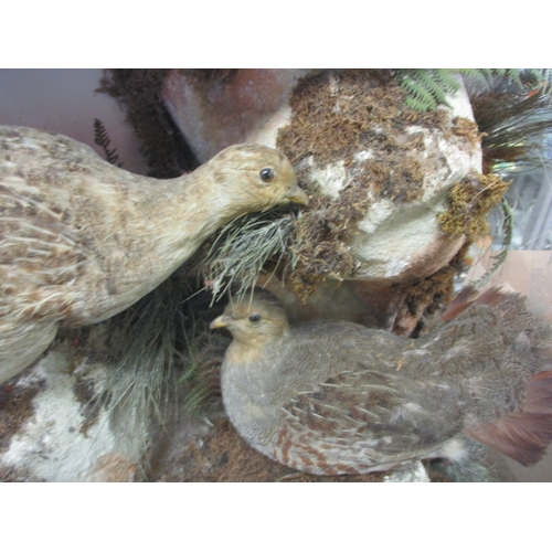 334 - A vintage taxidermy diorama of a brace of partridges, in glazed case with naturalistic background, a... 