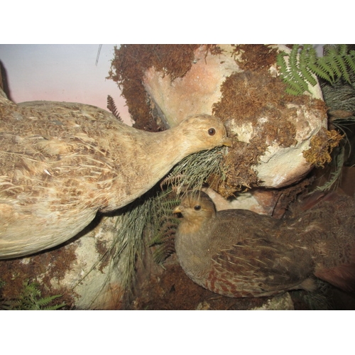 334 - A vintage taxidermy diorama of a brace of partridges, in glazed case with naturalistic background, a... 