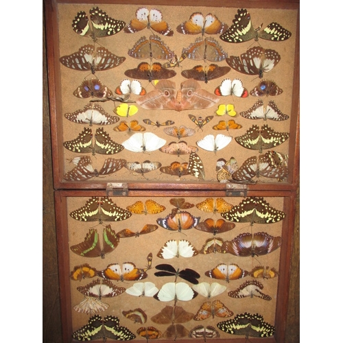 175 - A vintage wood case of taxidermy butterfly’s, all in reasonable condition