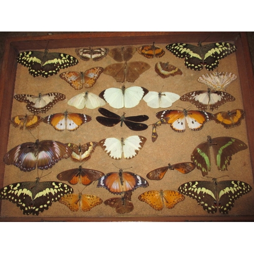 175 - A vintage wood case of taxidermy butterfly’s, all in reasonable condition