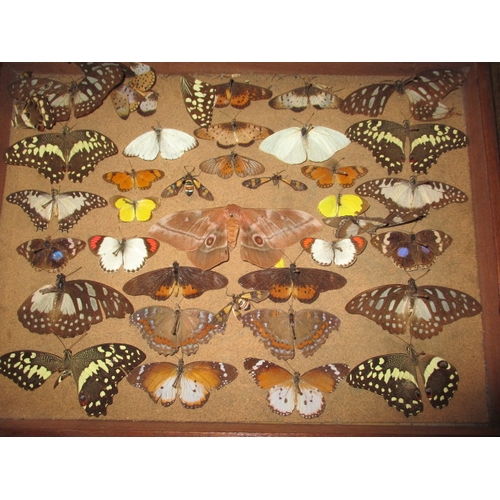 175 - A vintage wood case of taxidermy butterfly’s, all in reasonable condition