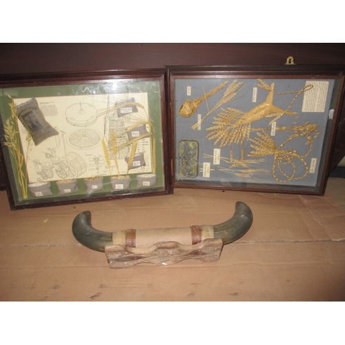 196 - Two vintage glazed display cases with ‘straw ware’ displays and a set of buffalo horns, all in used ... 