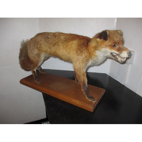 303 - A vintage taxidermy fox on solid wood base, approx. height 43cm, in pre-owned condition