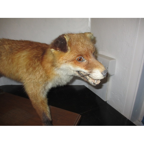 303 - A vintage taxidermy fox on solid wood base, approx. height 43cm, in pre-owned condition