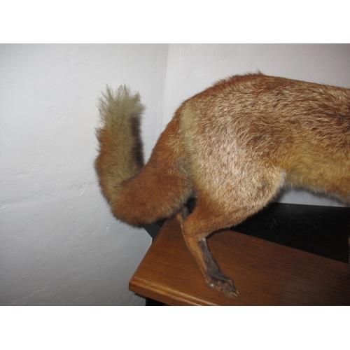 303 - A vintage taxidermy fox on solid wood base, approx. height 43cm, in pre-owned condition