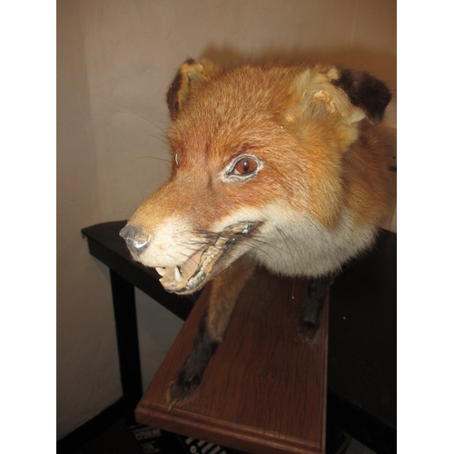 303 - A vintage taxidermy fox on solid wood base, approx. height 43cm, in pre-owned condition