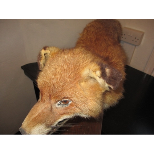 303 - A vintage taxidermy fox on solid wood base, approx. height 43cm, in pre-owned condition