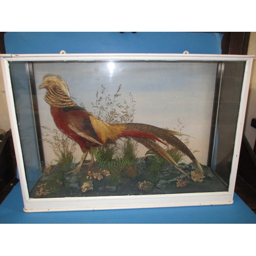 304 - A vintage taxidermy Chinese golden pheasant in glazed display case with naturalistic display, approx... 