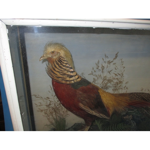 304 - A vintage taxidermy Chinese golden pheasant in glazed display case with naturalistic display, approx... 