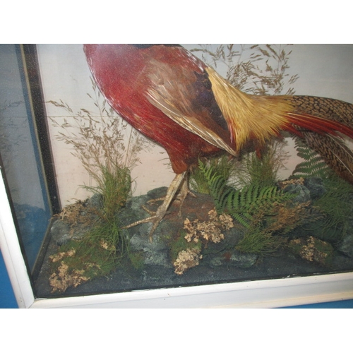 304 - A vintage taxidermy Chinese golden pheasant in glazed display case with naturalistic display, approx... 