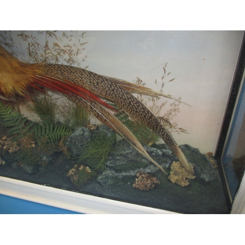 304 - A vintage taxidermy Chinese golden pheasant in glazed display case with naturalistic display, approx... 