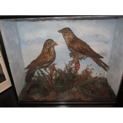 305 - A vintage taxidermy cuckoo and song thrush, in glazed case with naturalistic display, approx. case s... 