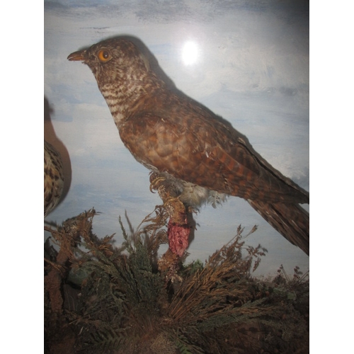 305 - A vintage taxidermy cuckoo and song thrush, in glazed case with naturalistic display, approx. case s... 