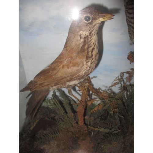 305 - A vintage taxidermy cuckoo and song thrush, in glazed case with naturalistic display, approx. case s... 