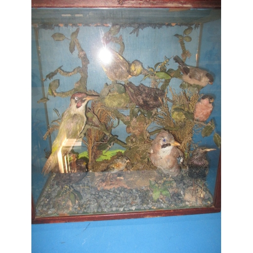 306 - A vintage taxidermy diorama of various birds, in glazed case with naturalistic display, approx. case... 