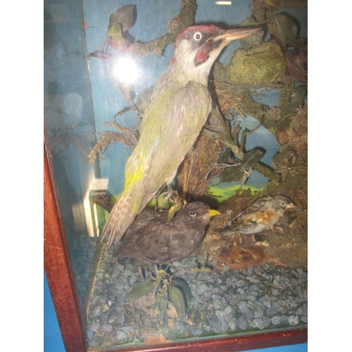 306 - A vintage taxidermy diorama of various birds, in glazed case with naturalistic display, approx. case... 