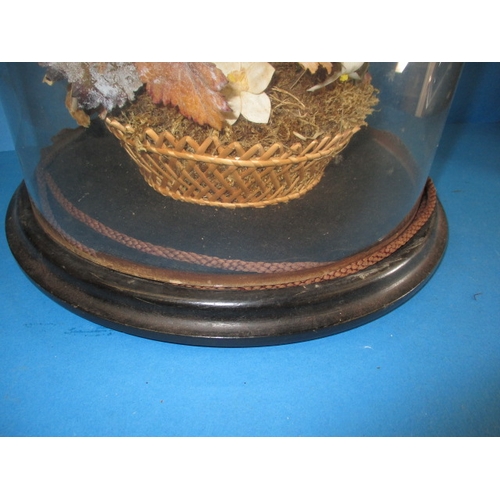 309 - A large Victorian glass display dome on original wood base, having basket floral display, approx. si... 