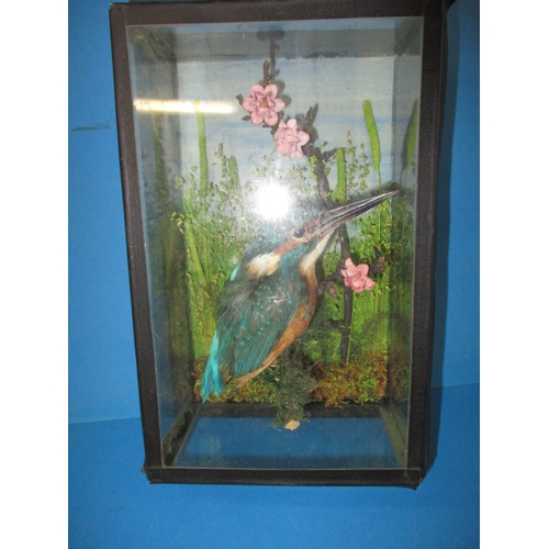 169 - A vintage taxidermy kingfisher in wall mounted glazed display case