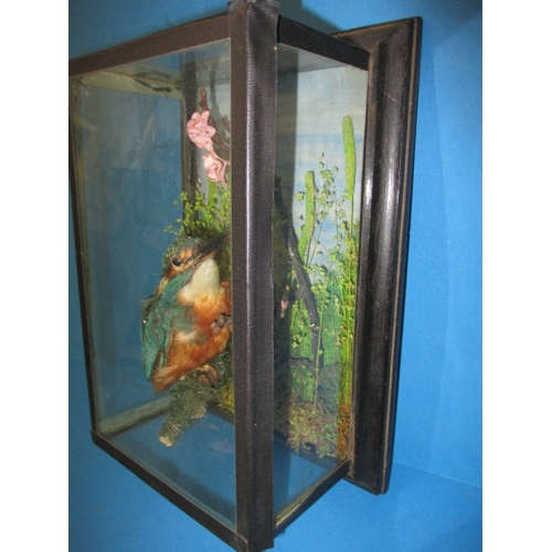 169 - A vintage taxidermy kingfisher in wall mounted glazed display case