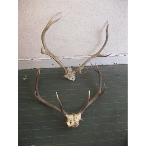 212 - Two sets of vintage stag antlers, both in displayable used condition