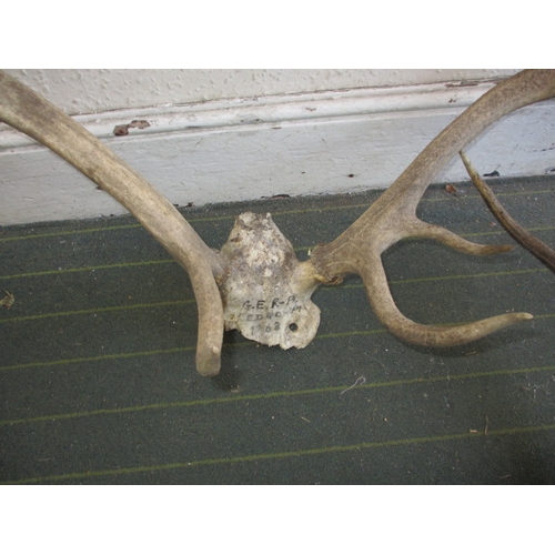 212 - Two sets of vintage stag antlers, both in displayable used condition