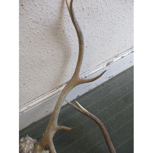 212 - Two sets of vintage stag antlers, both in displayable used condition