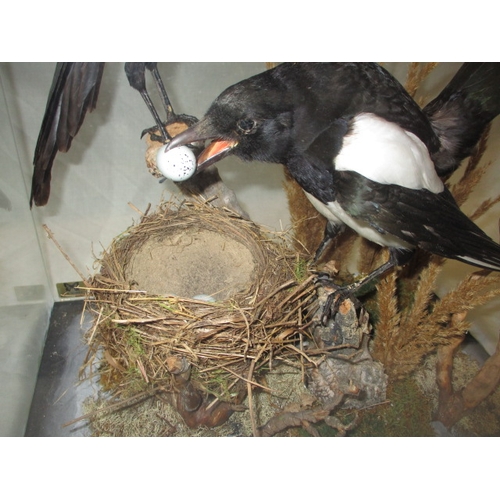 301 - A taxidermy diorama of 2 magpies in glazed case by RC Hussey, Thetford Norfolk. In good pre-owned co... 