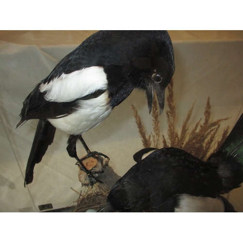 301 - A taxidermy diorama of 2 magpies in glazed case by RC Hussey, Thetford Norfolk. In good pre-owned co... 