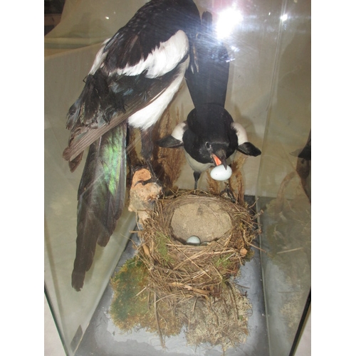 301 - A taxidermy diorama of 2 magpies in glazed case by RC Hussey, Thetford Norfolk. In good pre-owned co... 