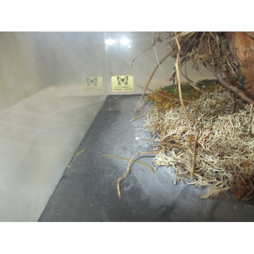 301 - A taxidermy diorama of 2 magpies in glazed case by RC Hussey, Thetford Norfolk. In good pre-owned co... 