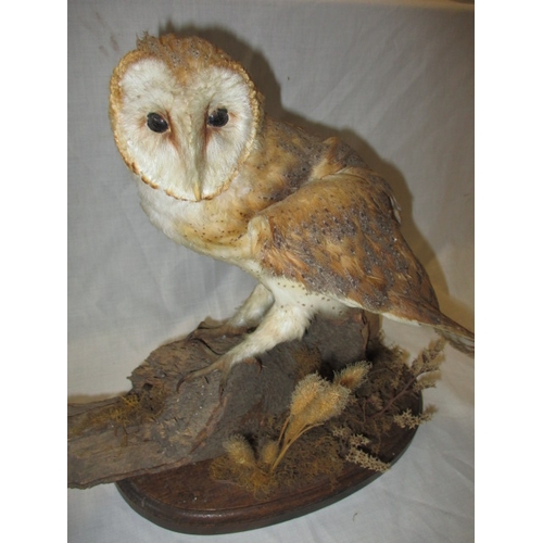 302 - A cased taxidermy Merlin and two taxidermy owls on naturalistic wood bases, uncased. As listed in th... 