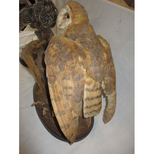 302 - A cased taxidermy Merlin and two taxidermy owls on naturalistic wood bases, uncased. As listed in th... 