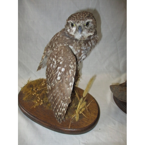 302 - A cased taxidermy Merlin and two taxidermy owls on naturalistic wood bases, uncased. As listed in th... 