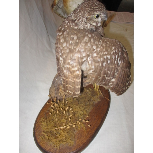 302 - A cased taxidermy Merlin and two taxidermy owls on naturalistic wood bases, uncased. As listed in th... 