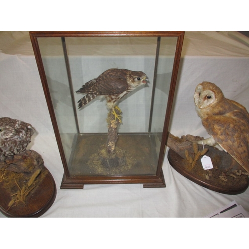 302 - A cased taxidermy Merlin and two taxidermy owls on naturalistic wood bases, uncased. As listed in th... 