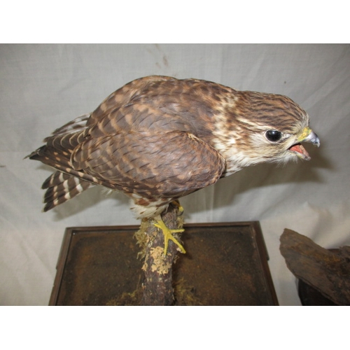 302 - A cased taxidermy Merlin and two taxidermy owls on naturalistic wood bases, uncased. As listed in th... 