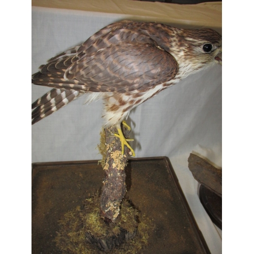 302 - A cased taxidermy Merlin and two taxidermy owls on naturalistic wood bases, uncased. As listed in th... 