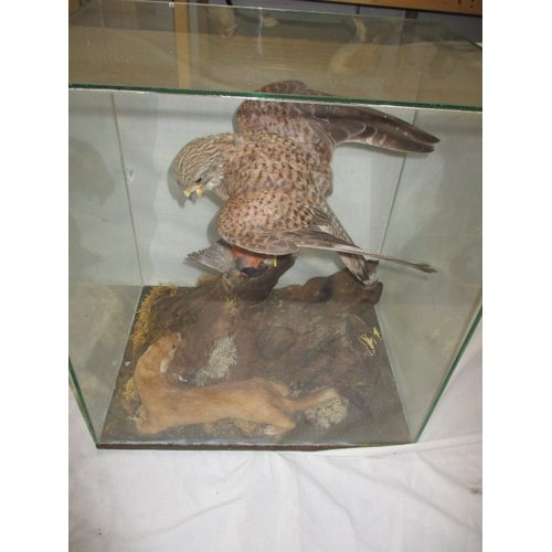 303 - A taxidermy diorama of a kestrel, bull finch and stoat in glazed case. Possibly by RC Hussey, Thetfo... 