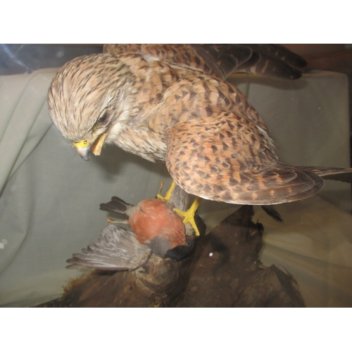 303 - A taxidermy diorama of a kestrel, bull finch and stoat in glazed case. Possibly by RC Hussey, Thetfo... 