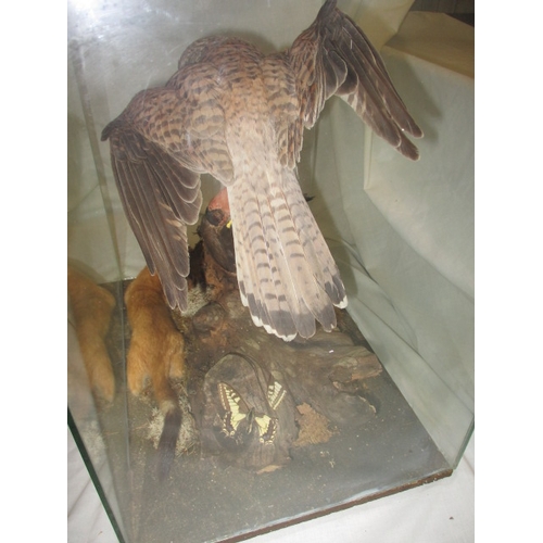 303 - A taxidermy diorama of a kestrel, bull finch and stoat in glazed case. Possibly by RC Hussey, Thetfo... 