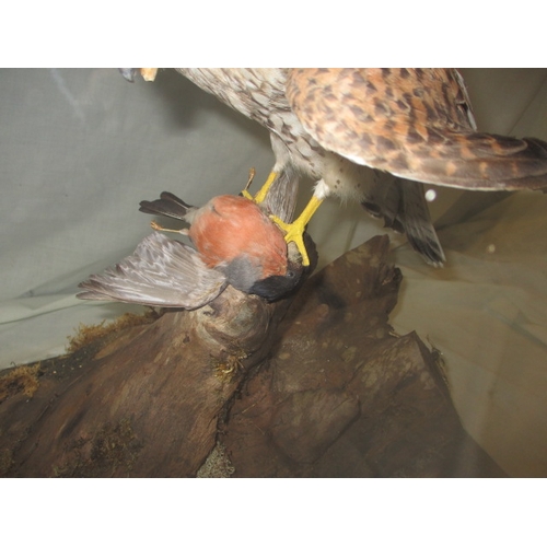 303 - A taxidermy diorama of a kestrel, bull finch and stoat in glazed case. Possibly by RC Hussey, Thetfo... 