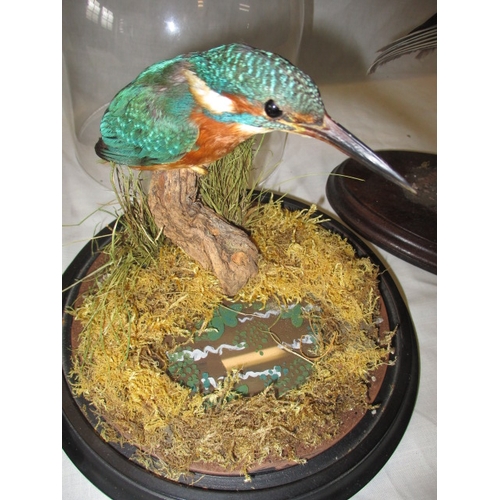 304 - 4 vintage taxidermy animals, to include kingfisher under dome, jay and red squirrel. All in vintage ... 