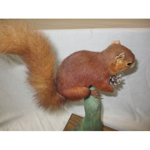 304 - 4 vintage taxidermy animals, to include kingfisher under dome, jay and red squirrel. All in vintage ... 